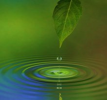 Contact Me and FAQs. Library Image: Leaf and Water